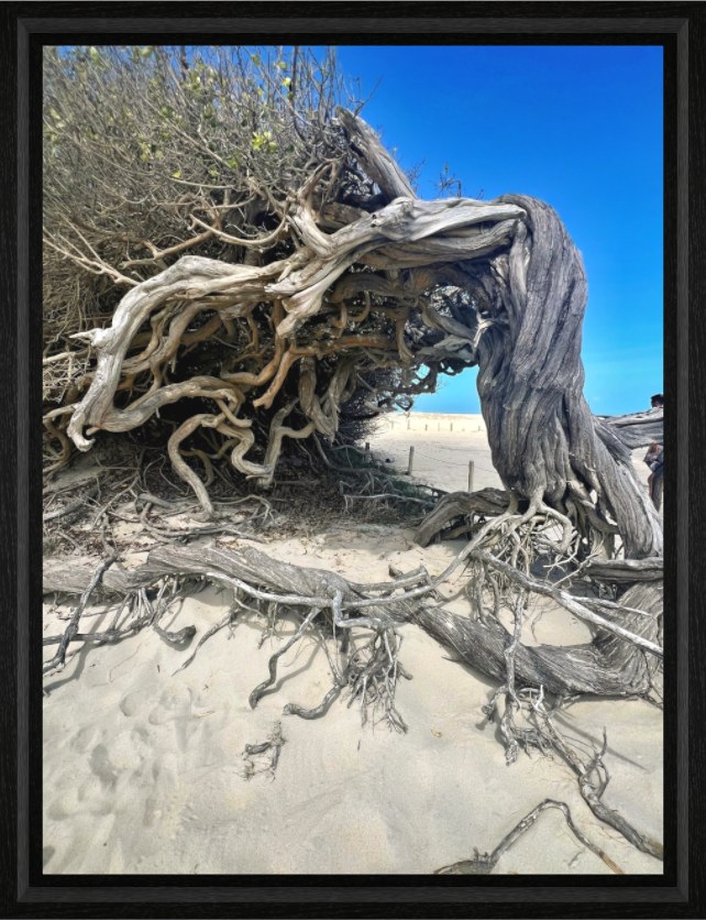 Ancient tree roots exposed in sand dunes Jericoacoara Brazil - fine art photography by Sensorial Atelier
