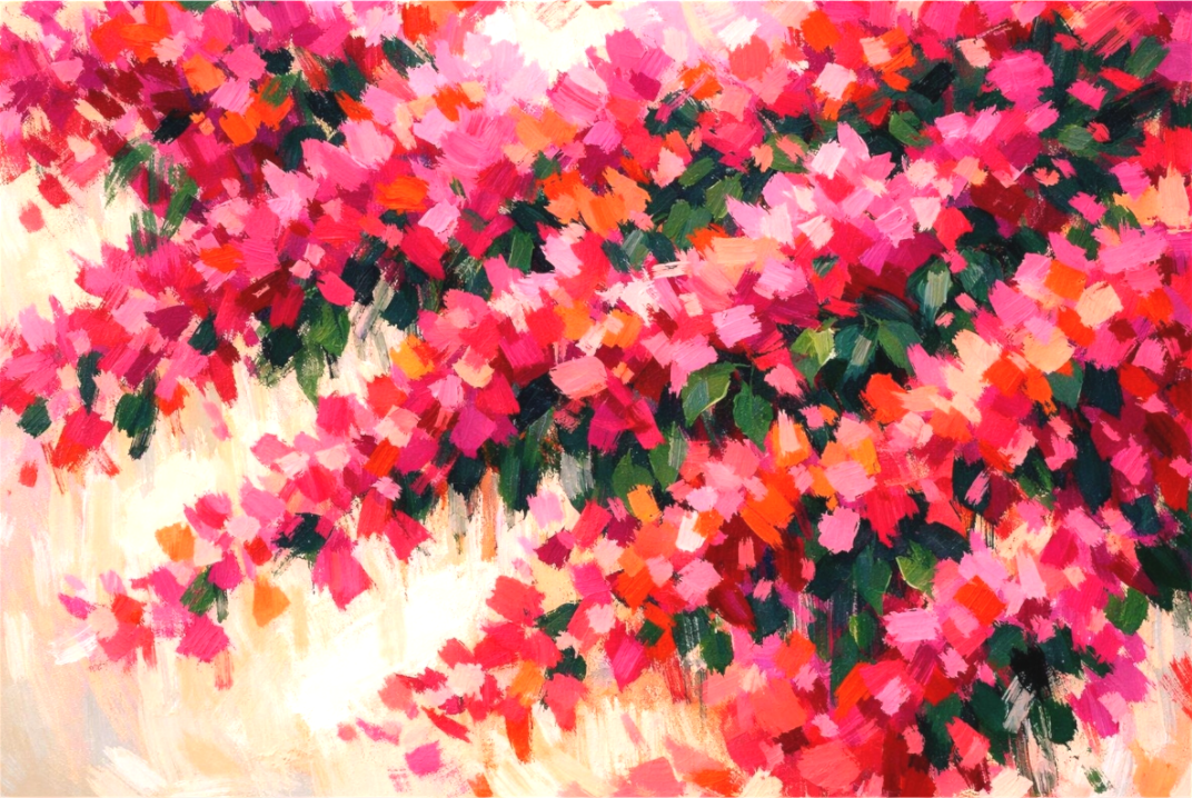  Bougainvillea | White Wall Cascade- Cascading bougainvillea in magenta coral and pink over a whitewashed wall in broad expressive brushwork